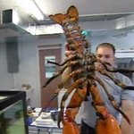 100살 먹은 <b>랍스타</b> 먹기도 미안한데..?