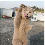 냥! 콱 물어<b>버릴</b>꺼야~