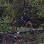 미스테러거나 희귀한 <b>동물</b>들