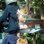 기분좋은 강아지, 표정이 살아있네