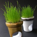 사랑을 먹고 사는 <b>화분</b>!!