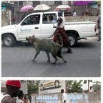 무서운 애완<b>동물</b> -_-;;; 후덜덜