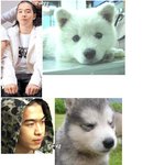 빅뱅 태양(<b>동영배</b>)닮은개 모음