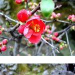 귀부인 같이 <b>우아</b>한 명자꽃 ~ ^^*