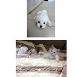 <b>인형</b>같은 흰둥이 강아지들~