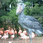 다른 <b>새들</b>도 피하는 공룡 닮은 거대 새