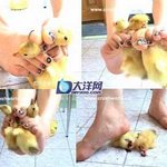 새끼<b>오리</b> 살해 미친녀
