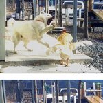 개와 닭의 <b>처절</b>한 싸움 직찍!!?