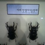 그것은 <b>사슴</b>벌레라 하기엔 너무나 멋졌다
