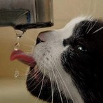 악.. <b>수분</b>이 부족했던 고양이~