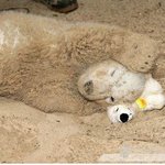 새로나온 곰<b>절미</b> 드실분?