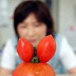 토끼 모양 <b>도마</b>토