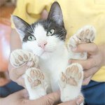 <b>발가락</b>이 26개인 고양이