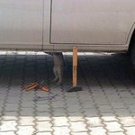 고양이들의 다양한 직업세계