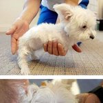 휠체어 타는 강아지...호프