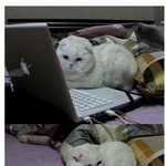 앙 귀엽다잉~무기력한 고양이래요~~ㅎㅎ