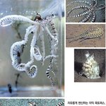 흉내문어! 동물계의 미스틱! 변신의 귀재!