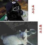 개성만점 '<b>개님</b>'들 총집합!