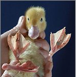 발이 4개 달린 괴물<b>오리</b>