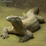 마리당 1억원? '코모도왕도마뱀' 서울 온다