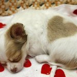 하트 <b>무늬</b>의 새끼 치와와