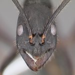 개미를 <b>확대</b>하면....