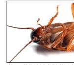 바퀴벌레는 머리가 잘려도 죽지않는다.. ㄷㄷㄷ