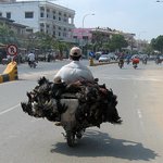 세계 각지의 닭 운반법