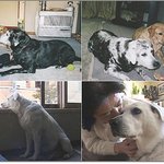 주인이 사망한 이후 '<b>백발</b>'로 변한 '충견' 감동 사연은?!