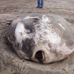 물고기 이름이 맷돌?