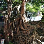 나무 <b>뿌리</b> 속 꽃집