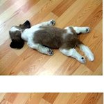 자는 모습이 너무 귀여운 강아쥐