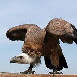 베스트 포토제닉 <b>동물</b>은?