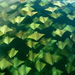 나뭇잎이 아니예요! <b>물속</b>의 수천마리 가오리떼!