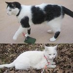 이건 고양이 학대야! 미국의 어이없는 고양이 방울!