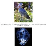 세계 희귀<b>생물</b> 모음집!!