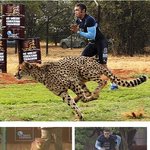 엽기 도전 사람vs치타