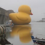 바닷가에 나타난 거대 <b>오리</b>!!