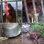 닭 <b>항문</b> 습격사건