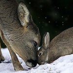 사슴과 토끼의 애틋한 <b>러브</b>스토리