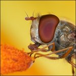<b>과실</b> 해충 (fruit flies)