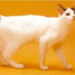 각 나라를 대표하는 고양이들