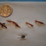 <b>미역</b>에서 나온 괴생물,정체는?