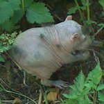 인간+캥거루+하마+쥐=캥거하마쥐??