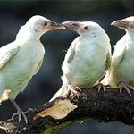 온 몸이 하얀 까마귀 삼형제