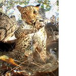 <b>야생동물</b>의 은밀한 모습~ 쪼금 징그럽기도 하다!