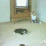 자동차가 고양이 밟고 가는 <b>처참</b>한 광경