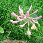 거리의 만병통치약! <b>인동</b>!!