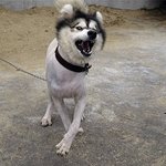 개들은 <b>역시</b>..털빨!