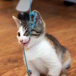 고양이 <b>안습</b>ㅋㅋㅋ